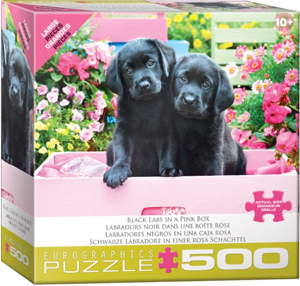 Black Labs in Pink Box - Eurographics