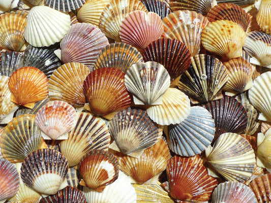 Bay Scallop Beauties - Heritage