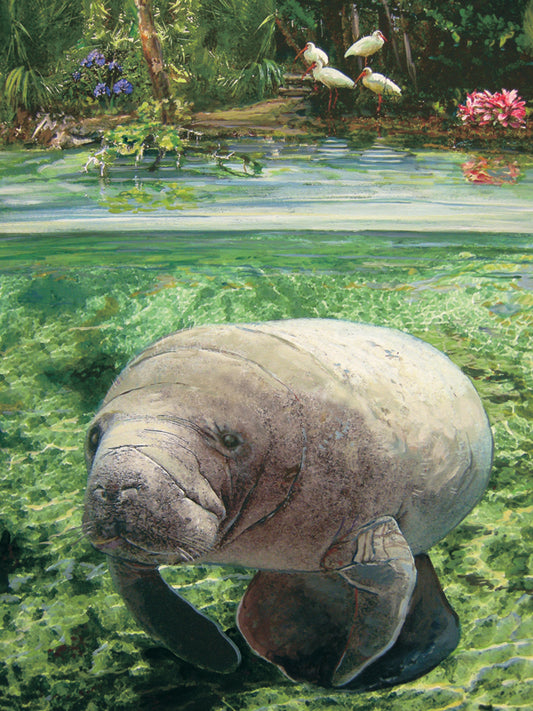 Manatee - Heritage